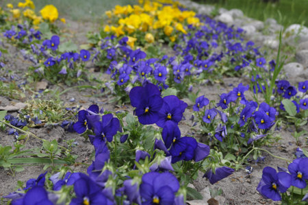 Beautiful pansy flowers bloom in the garden in early spring.の写真素材