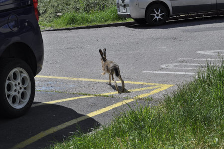 A hare stands on the road in the middle of the road