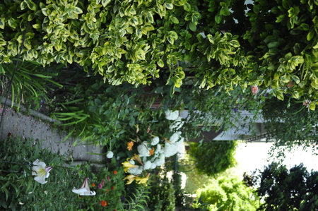 Flowers in the garden with green leaves and white flowers in summerの写真素材