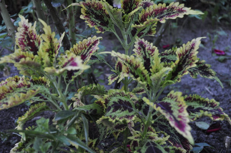 Close up of a coleus plant in the garden, stock photoの写真素材