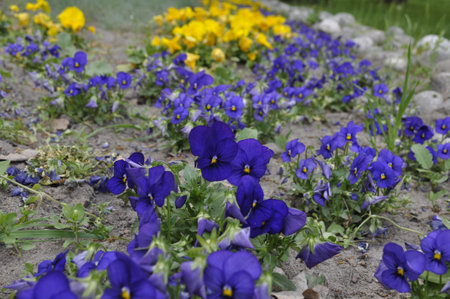 Picturesque Flower Bed of Pansies in a Beautiful Landscape, Pansies Pansy flowers in the garden, selective focus, close-upの写真素材