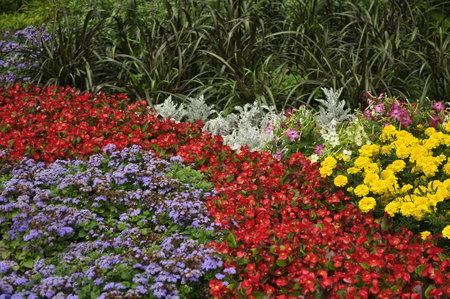 Flowerbed with colorful flowers in the botanical garden, Singaporeの写真素材