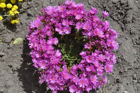 Lewisia cotyledon in Bloom â Pink Succulent Flowers Forming a Ring Flowers in the garden in spring. Colorful flowers in spring.の写真素材