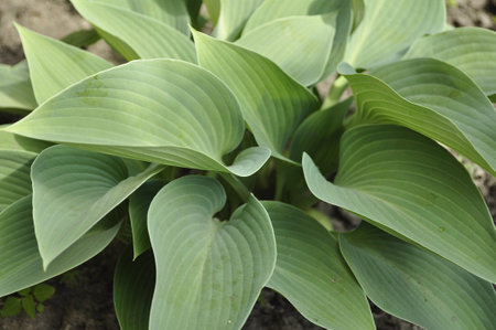 Green hosta leaves in the garden, closeup of photo.の写真素材