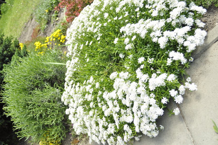 Beautiful white flowers in the garden. Spring landscape with white flowers.の写真素材