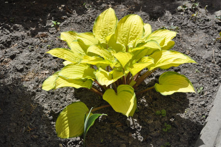 A closeup shot of a green leafy plant growing in the ground Hosta 'August Moon' â Yellow-Green Foliage Perennial Plant in Gardenの写真素材