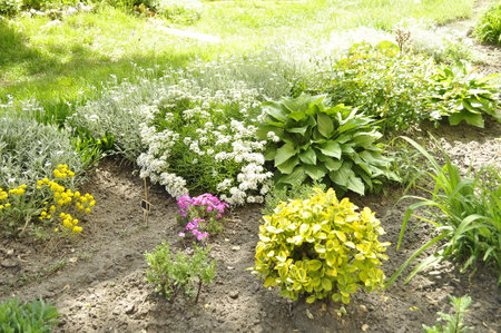 Flowerbed with different flowers and plants in the summer garden.の写真素材