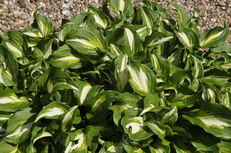 Hosta in gardenの写真素材