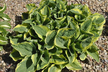 Green hosta plants growing in the garden on a sunny summer dayの写真素材