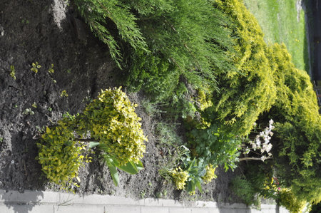 Green plants on the wall in the garden. Close up view.の写真素材