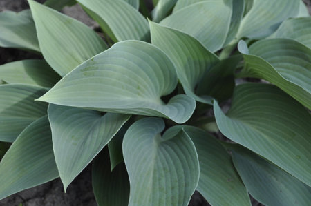 Close up of green leaves of hosta plant in the garden.の写真素材