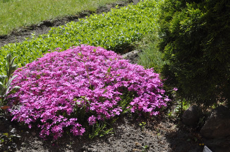 Flowerbed with pink flowers of phlox subulataの写真素材