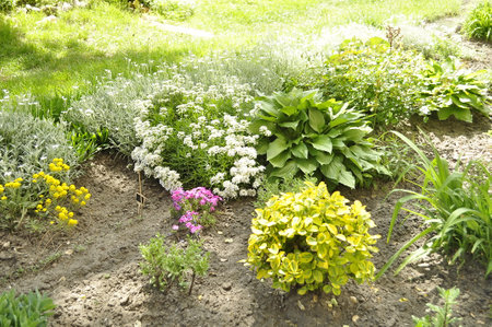 Flower bed in the garden on a sunny summer day. Landscape design. Hostaの写真素材