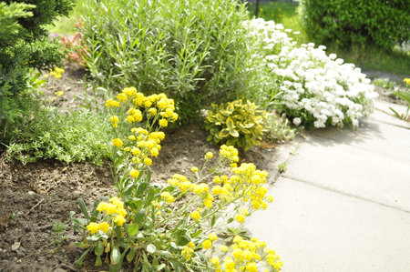 Flowerbed with yellow and white flowers in the summer garden.の写真素材