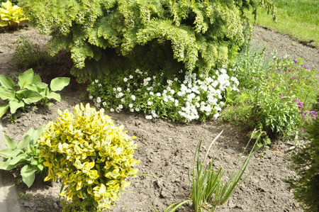 Flower bed in the garden with coniferous plants and flowersの写真素材