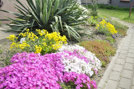 Flowerbed in the garden with pink and yellow flowers in springの写真素材