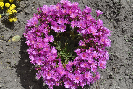 pink flowers on a flowerbed in the garden, top viewの写真素材