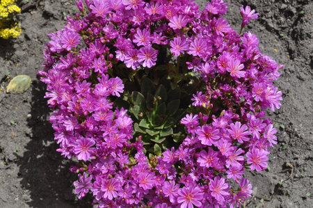 Purple flowers of succulent plant in the garden on a sunny dayの写真素材
