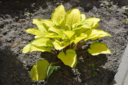 Beautiful plant in the garden, close-up of a plant Hostaの写真素材