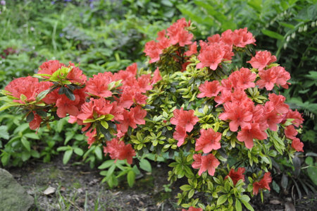 Azalea flowers blooming in the spring in the garden.の写真素材