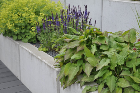 Lavender and sage in the garden, closeup of photoの写真素材