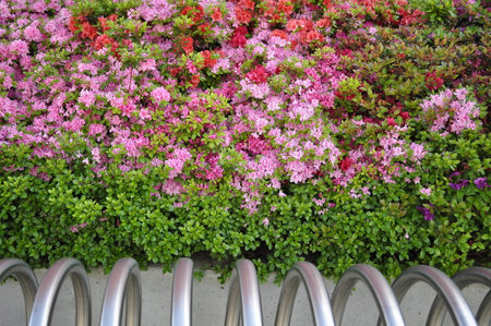 Azalea or Rhododendron is a genus of flowering plantsの写真素材