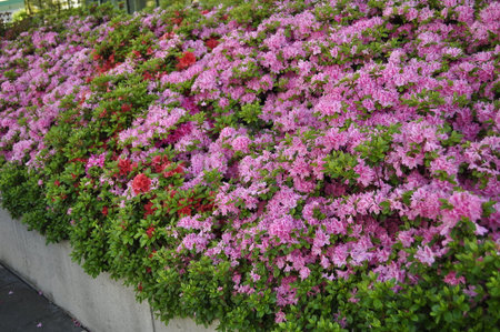 pink rhododendron blossoms in the parkの写真素材