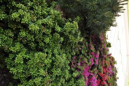 Beautiful green plant in the garden with pink and purple flowers.の写真素材