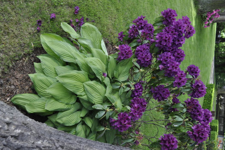 Purple flowers and green leaves in the garden. Natural background.の写真素材