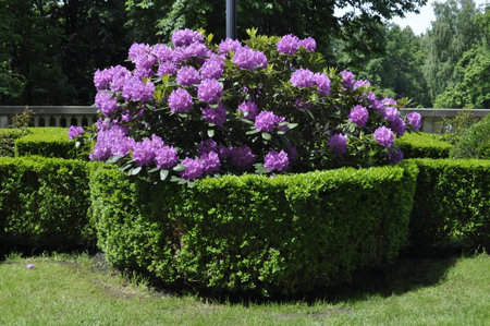 Rhododendron bushes in the park. Russia, Moscowの写真素材