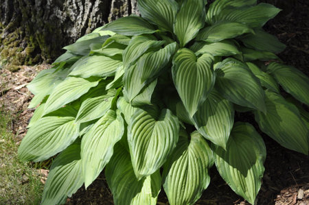 Hosta is a genus of perennial herbaceous plants.の写真素材