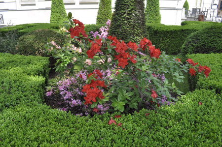 Azalea flowers in the garden, beautiful landscaped garden.の写真素材