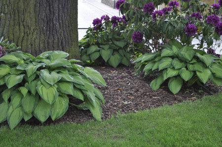Purple flowers and green leaves in a garden setting.の写真素材