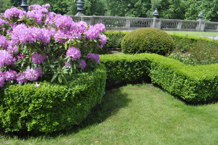 Elegant Rhododendron and Boxwood Symmetry Garden Borderの写真素材