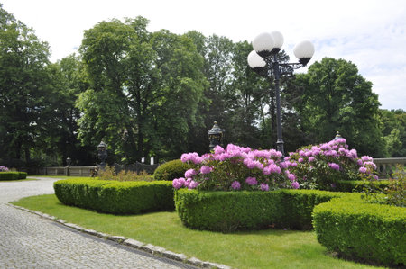 Rhododendrons in the park in Riga, Latviaの写真素材