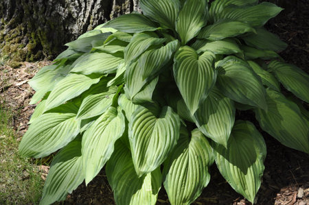 Hosta (Hosta) is a genus of perennial herbaceous plants in the family Asparagaceaeの写真素材