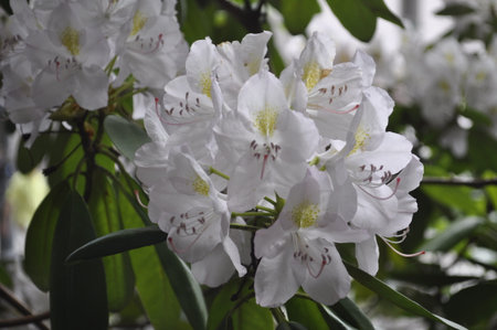White rhododendron flowers in full bloom in spring.の写真素材
