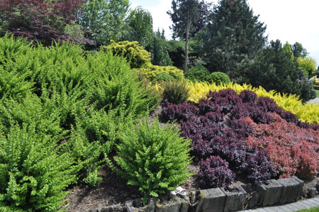 Beautiful ornamental plants in the garden. Landscape design.の写真素材