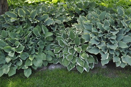 Green hosta leaves in the garden with grass and flowers in the backgroundの写真素材