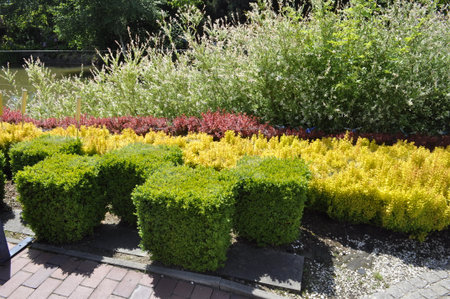 Colorful ornamental shrubs in the garden. Spring landscape.の写真素材