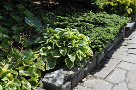 Garden stone walkway with green plants in the city park.の写真素材