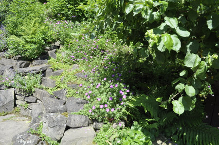 Beautiful flowerbed in the garden. Summer in the garden.の写真素材