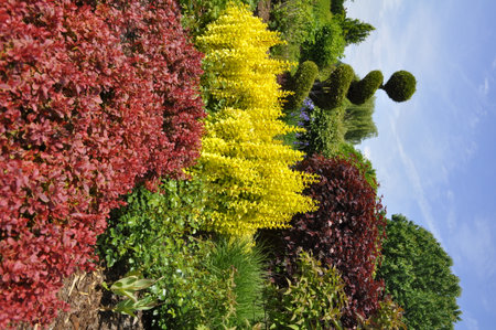 Colorful flowers in the botanical garden Barberry bushes and spiral topiary in ornamental gardenの写真素材