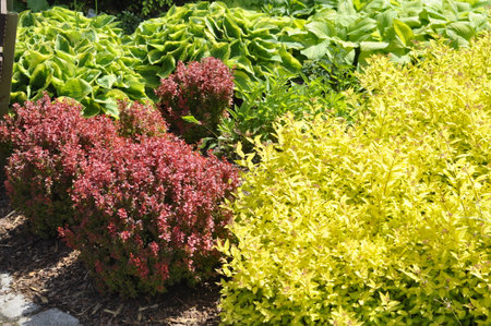 Green and red plants growing in the garden. Gardening concept. Colorful barberry bushes in ornamental gardenの写真素材