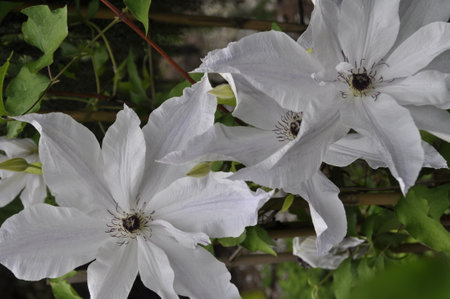 White flowers of clematis in the garden, close-upの写真素材