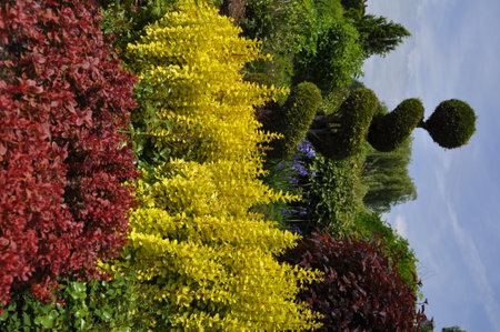 Barberry bushes and spiral topiary in ornamental garden Colorful flowers in the botanical gardenの写真素材