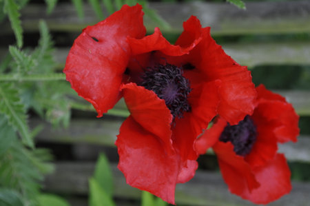 poppies in the garden. red poppies in the gardenの写真素材
