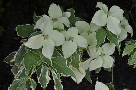 Cornus florida - Latin name - Cornus florida Cornus florida â Flowering Dogwood Tree in Bloomの写真素材