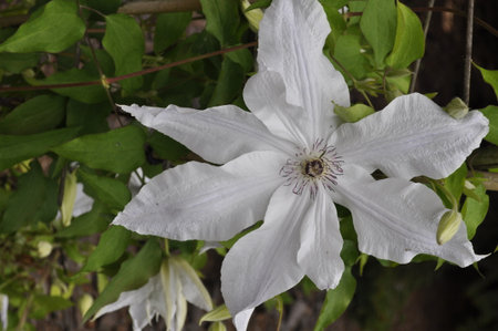 White flower of clematisの写真素材