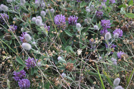 Purple clover (Trifolium pratense)